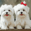 Adorable Maltese Dogs Diamond Painting