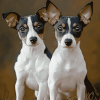 Adorable Rat Terriers Puppies Diamond Painting