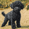 Aesthetic Black Poodle Puppy Diamond Painting