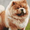 Aesthetic Chow Chow Puppy Diamond Painting