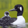 Aesthetic Loon Bird Diamond Painting