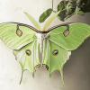 Aesthetic Luna Moth Diamond Painting