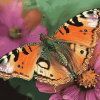 Aesthetic Painted Butterfly Diamond Painting