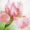 Aesthetic Pink Iris Blossoms Diamond Painting