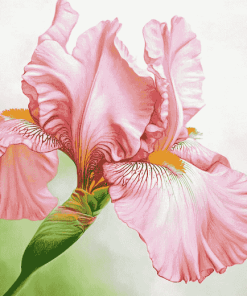 Aesthetic Pink Iris Blossoms Diamond Painting