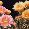 Aesthetic Pink and Yellow Cactus Blooms Diamond Painting