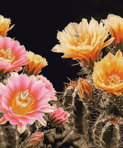 Aesthetic Pink and Yellow Cactus Blooms Diamond Painting