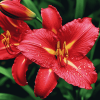 Aesthetic Red Lily Blossoms Diamond Painting