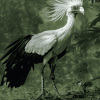 Aesthetic Secretarybird Diamond Painting