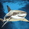 Aesthetic White Shark Diamond Painting