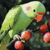 Alexandrine Parakeet Birds Diamond Painting