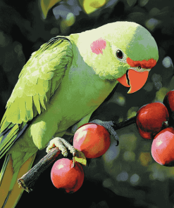 Alexandrine Parakeet Birds Diamond Painting