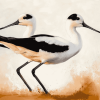 American Avocet Birds Diamond Painting