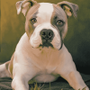 American Bulldog Puppy Diamond Painting