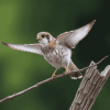 American Kestrel Bird Diamond Painting