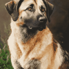 Anatolian Shepherd Hound Diamond Painting