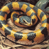 Banded Krait Reptile Diamond Painting