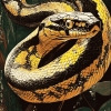 Banded Krait Snake Diamond Painting