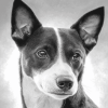 Basenji Puppy Black And White Diamond Painting