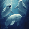 Beluga Whales Marine Animals Diamond Painting