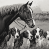 Black And White Horse And Hound Diamond Painting