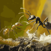 Black Ant Circle Diamond Painting