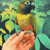 Black Capped Conure Parrot Diamond Painting