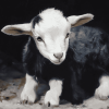 Black Goat Animals Diamond Painting