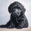 Black Goldendoodle Puppy Diamond Painting