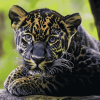 Black Jaguar Diamond Painting