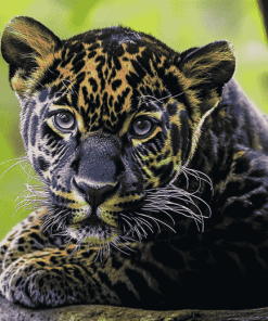 Black Jaguar Diamond Painting