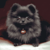 Black Pomeranian Puppy Diamond Painting