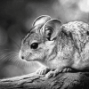 Black and White Chinchilla Diamond Painting