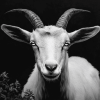 Black and White Goat Diamond Painting