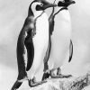 Black and White Penguin Diamond Painting