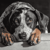 Black and White Plott Puppy Diamond Painting