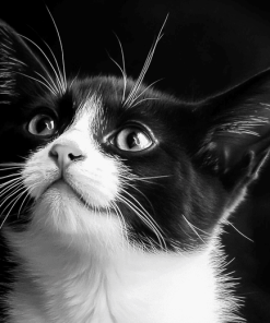 Black and White Tuxedo Cat Diamond Painting