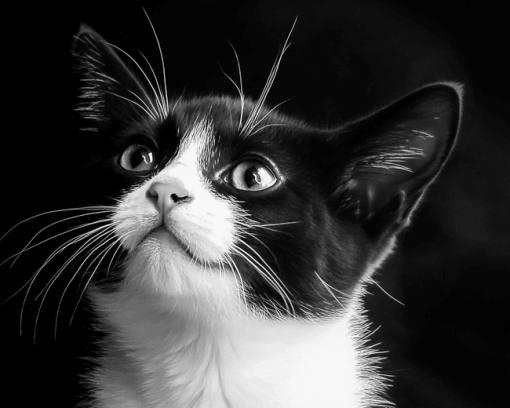 Black and White Tuxedo Cat Diamond Painting