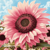 Blooming Pink Sunflowers Masterpiece Diamond Painting