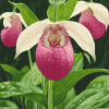 Blossoming Lady Slippers Diamond Painting