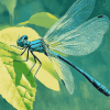 Blue Dragonfly Artwork Diamond Painting