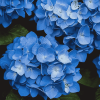 Blue Hydrangea Blossoms Diamond Painting