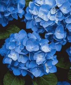 Blue Hydrangea Blossoms Diamond Painting