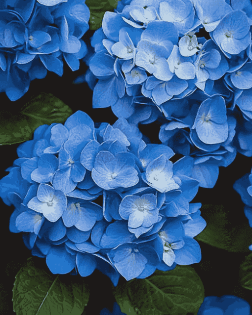 Blue Hydrangea Blossoms Diamond Painting