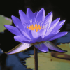 Blue Waterlily Blooms Diamond Painting