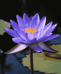 Blue Waterlily Blooms Diamond Painting