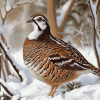 Bobwhite Quail in Snowy Landscape Diamond Painting