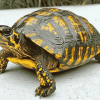 Box Turtle Reptiles Diamond Painting