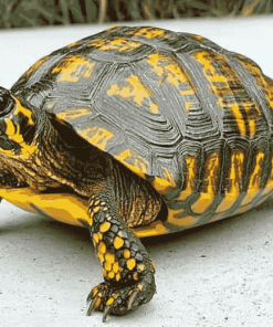 Box Turtle Reptiles Diamond Painting