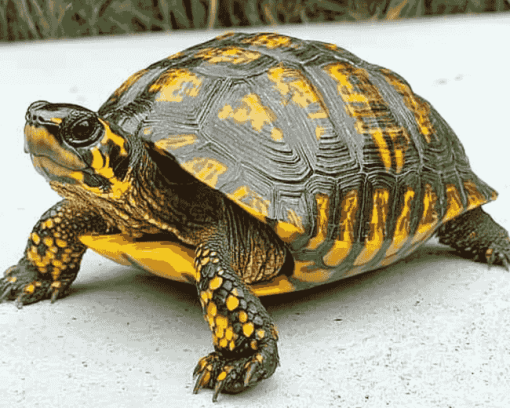 Box Turtle Reptiles Diamond Painting